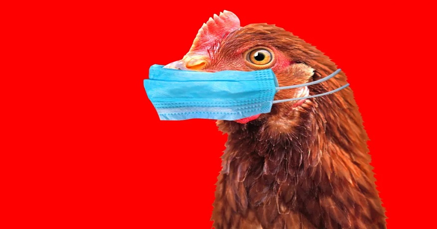 Prečo teraz EÚ uchováva desiatky miliónov vakcín proti vtáčej chrípke pre 15 krajín?